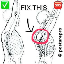 Fix Your Posture Posturepro The Shoulder Joint Is Made Of Three Bones The Humerus Upper Arm Bone The Clavicle Collarbone And Scapula Shoulder Blad