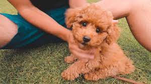 Let me to introduce the red poodle puppy. We Got A Toy Poodle Puppy Youtube