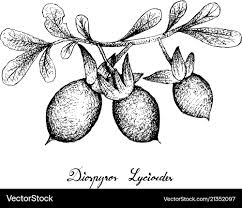 Image result for Diospyros lycioides