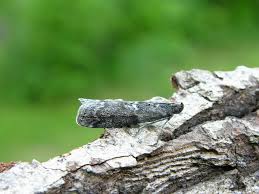 Image result for Pyla fusca