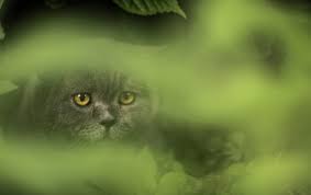 Katzen vertreiben aus dem garten 5 tipps die helfen katzen. Katzen Aus Dem Garten Fernhalten Bauen Und Wohnen In Der Schweiz