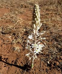 Image result for Drimia