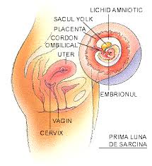 Motivele pentru care sangerarea nu apare la timp sunt diverse. Prima Luna De Sarcina Stop Avort Alege Viata