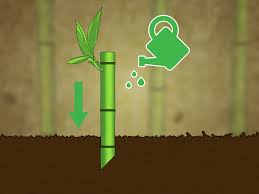 < image 1 of 2 >. 3 Ways To Cut Bamboo Wikihow