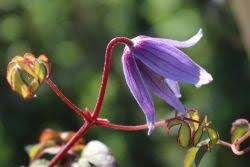 Alpine clematis growing in the dolomite mountains, northern italy. Clematis Alpenwaldrebe Clematis Alpina Baumschule Horstmann
