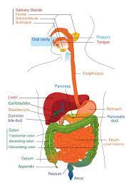 Science For Kids The Digestive System