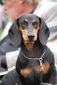 Black And Tan Long Haired Dachshund Puppy Beautiful Black And Tan Doxie Cute Dachshund Black And Tan Dachshund Dachshund Puppies Dachshund