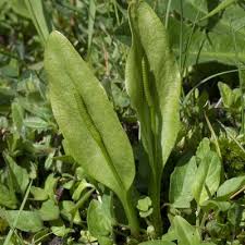 Image result for Ophioglossaceae