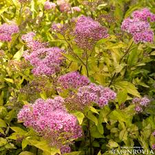 Image result for Spiraea bumalda