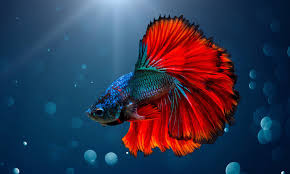 Bettas possess a labyrinth organ which allows them to breathe air from the surface of their tank. Fwfwwp4xocamlm