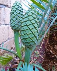 Image result for Encephalartos schmitzii