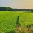 Agriculture Property