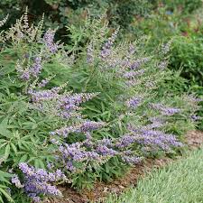 Image result for Vitex madiensis