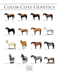 Equine Coat Color Horse Coat Color Genetics Free Report American Quarter Horse Coat Horse Coat Colors Horse Coloring Horse Color Chart