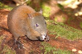 Musky Rat Kangaroo Photo By Thala Beach Lodge Rainforest Animals Animals Daintree Rainforest