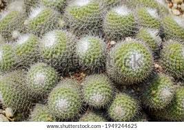 Barrel cactus fruit is found on the barrel cactus, which appears as spherical cacti that can be encountered while wandering the mojave wasteland. Shutterstock Puzzlepix