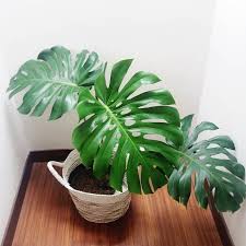 Kesayangan Tanamanbikinhepi Monstera Privatecollection Fitha Kantohe88 Houseplantclub Monstera House Plants Plants