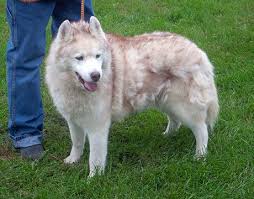 Free Spirit Siberian Rescue Dogs Whiskey Dogs Rescue Dogs Dog Adoption