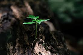 Теоретические материалы средняя школа, английский язык it is known especially for using its own boats to try to prevent governments from testing nuclear. What Is Environment Environment Talks