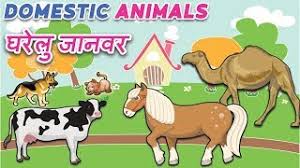 100+ complete list of animals name in hindi and english with pictures charts. Wild Animals Name In Hindi Animals Name In English à¤œ à¤—à¤² à¤œ à¤¨à¤µà¤° Animals Name