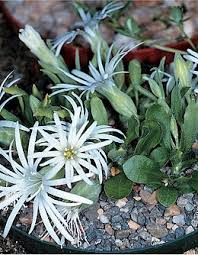 Image result for Aptosimum procumbens
