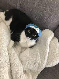 My Cat In A Little Penguin Hat Got It From Amazon In Case Anyones Wondering Penguin Hat Cats Penguins