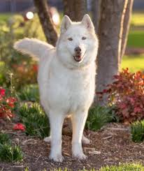 Husky puppies for sale melbourne. Arctic Rescue Victoria Inc Rehoming Rescue And Foster Care For Arctic Breed Dogs