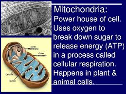 Check spelling or type a new query. Cell Organelle Flashcard Function Definitions Ppt Download