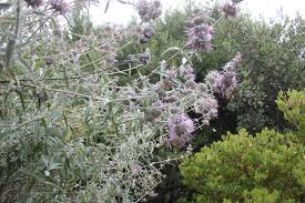Image result for Salvia stenophylla