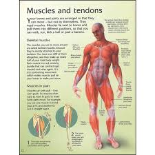 The human muscular system is an organ system composed of skeletal muscles, smooth muscles, and cardiac muscles. Usborne Complete Book Of The Human Body Pupsik Singapore
