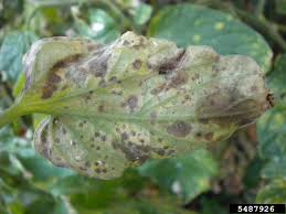Tomato viral diseases, and they also cause a problem known as irregular ripening. Tomato Diseases And Pests Description Uses Propagation
