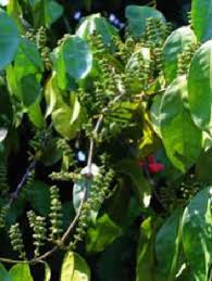 Image result for Gnetaceae