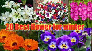 Winter season flowers name list in india. Best Winter Flowers In Indian Weather Youtube