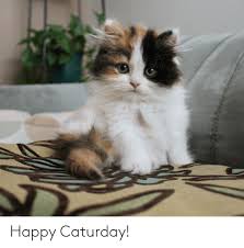 Best happy saturday images and wallpapers. Happy Caturday Caturday Meme On Me Me
