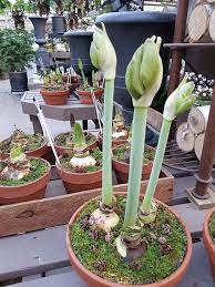 Bulbs With Bright Green New Growth Fertilizer For Plants Planting Bulbs Amaryllis