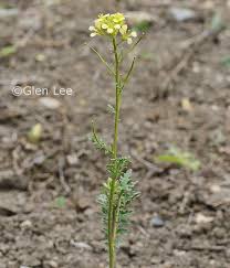 Image result for Erucastrum