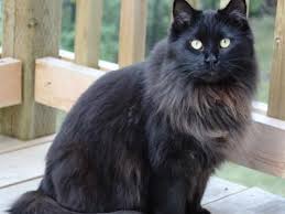 Look at that solid maine coon cat! Black Maine Coon The Ultimate Guide Maine Coon Hawaii