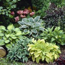This can create a problem in home gardens with limited space. Amazon Com Hosta Mixed 6 Perennial Bare Roots Garden Outdoor