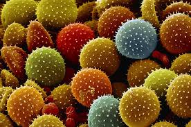 Coffe Rust Microscope Google Search Fungal Spore Fungi Spore