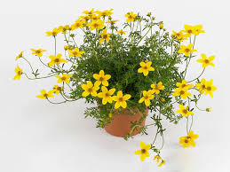 Image result for Bidens grantii