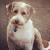 Teddy Bear Bearded Collie Puppy Cut
