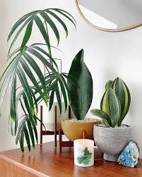 Loving This Lineup By Cubehousejungle Amydrium Zippelianum Sansevieria Masoniana Sansevieria Masoniana Variegat Ornamental Plants Sansevieria Plant Plants