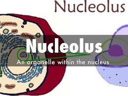 Maybe you would like to learn more about one of these? Animal Cell By Christian Mahoney