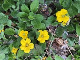 The bright yellow flowers with contrasting brown stamens are. Chrysogonum Virginianum Green And Gold North Carolina Extension Gardener Plant Toolbox