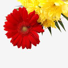 The reversed timelapse of red flower, yellow flower, speeded up. Red And Yellow Flowers Red Flower Yellow Flower Flowers Png Transparent Clipart Image And Psd File For Free Download