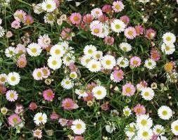 They can take some foot traffic (avoid in places with heavy foot traffic) but can also creep onto the walkway so plan enough space. Pin On Gardening And Outdoor Living
