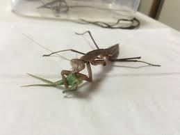 昆虫科学教育館