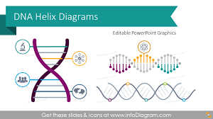 12 Company Dna Ppt Diagrams With Creative Helix Infographic Org Culture Dna Helix Dna Shape Chart