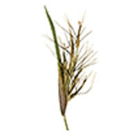 Image result for Leptochloa uniflora