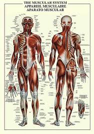 The Muscular System Human Anatomy Wall Chart Reference